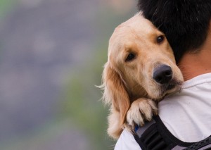 take care of pets during hurricane